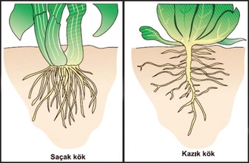 Kök Çeşitleri Nelerdir?