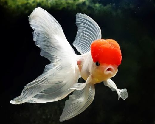 Akvaryum Balık Çeşitleri Nelerdir?