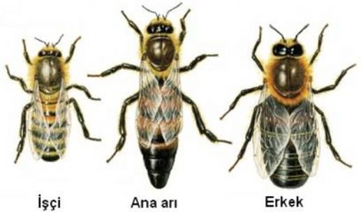 Arı Çeşitleri
