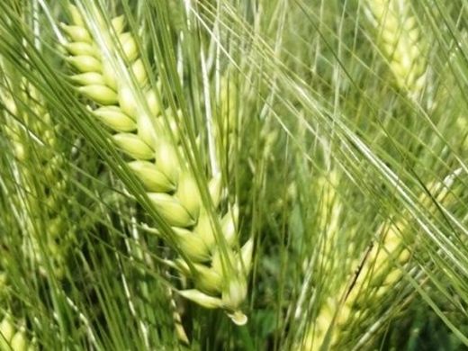 Arpa Çeşitleri Nelerdir?