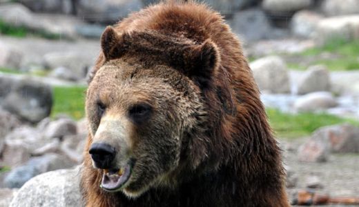 Ayı Çeşitleri Nelerdir?