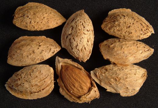 Badem Çeşitleri Nelerdir?