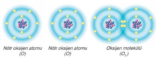 Bağ Çeşitleri Nelerdir?