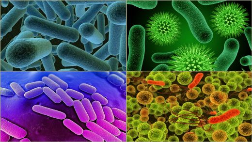 Bakteri Çeşitleri