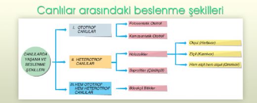 Beslenme Çeşitleri Nelerdir?