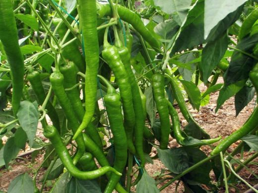 Biber Çeşitleri Nelerdir?