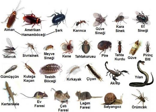 Böcek Çeşitleri Nelerdir?