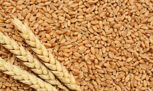 Buğday Çeşitleri Nelerdir?