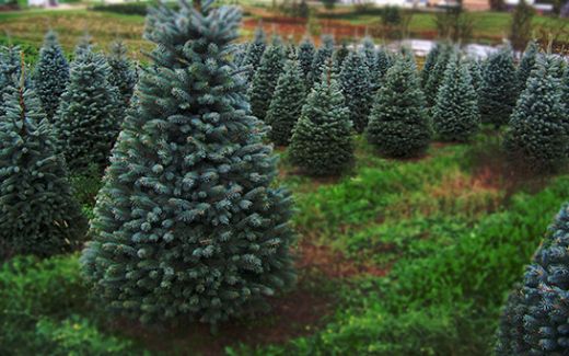Çam Ağacı Çeşitleri Nelerdir?