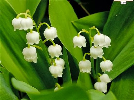 Canlı Çiçek Çeşitleri Nelerdir?