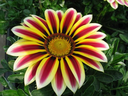 Çiçek Çeşitleri Nelerdir?