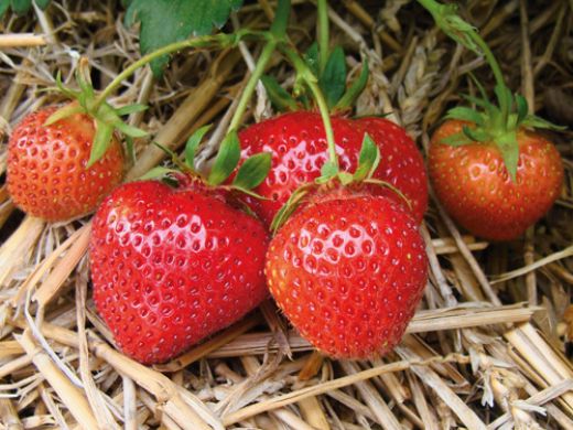 Çilek Çeşitleri Nelerdir?