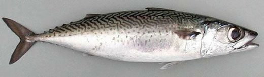 Deniz Balık Çeşitleri Nelerdir?