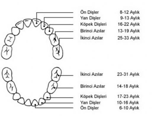 Diş Çeşitleri Nelerdir?