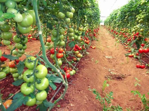 Domates Çeşitleri Nelerdir?
