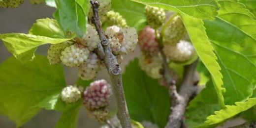 Dut Çeşitleri Nelerdir?