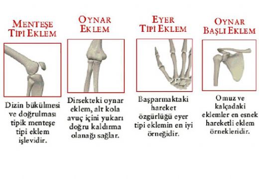 Eklem Çeşitleri Nelerdir?