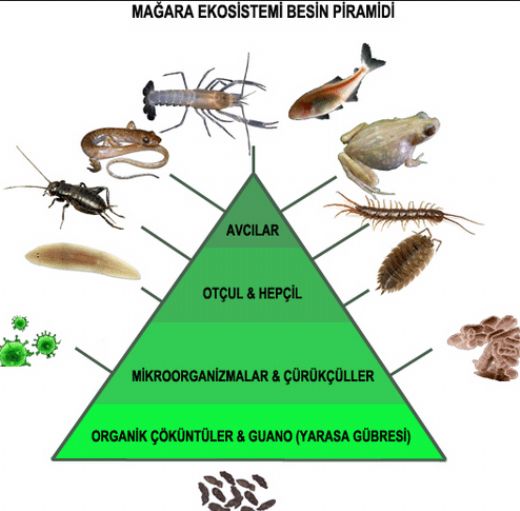 Ekosistem Çeşitleri Nelerdir?