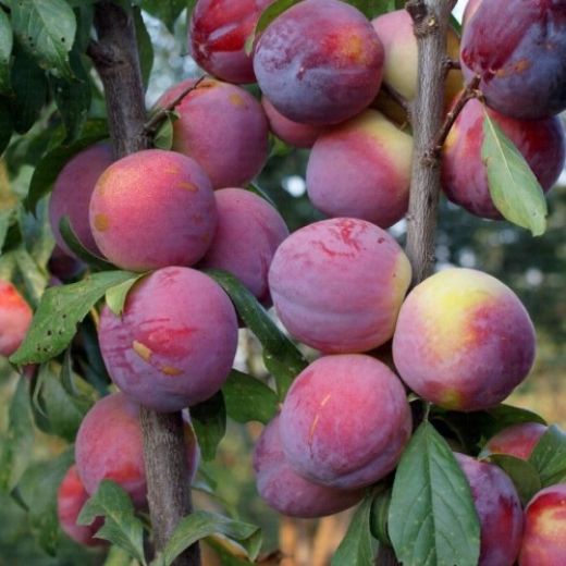 Erik Çeşitleri Nelerdir?