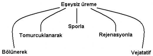 Eşeysiz Üreme Çeşitleri Nelerdir?