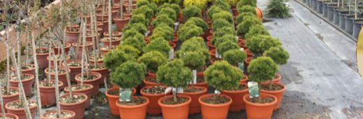 Fidan Çeşitleri Nelerdir?