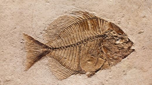 Fosil Çeşitleri Nelerdir?