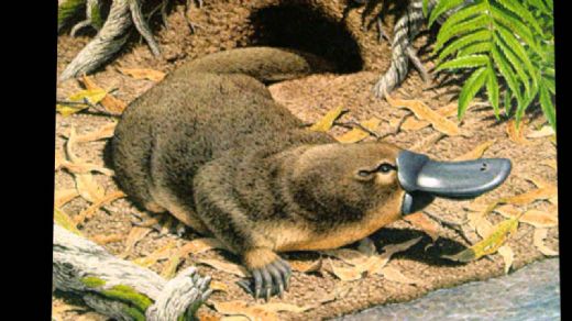 Hayvan Çeşitleri Nelerdir?