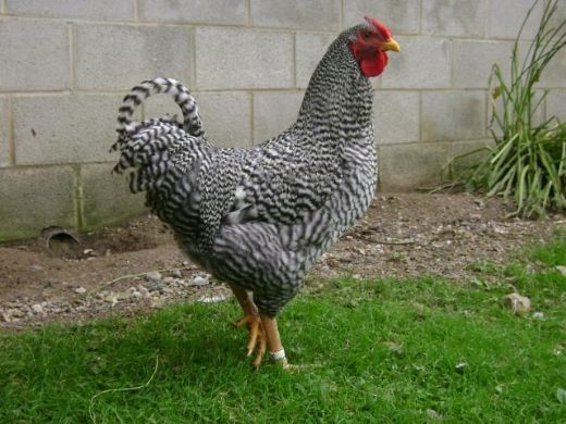 Horoz Çeşitleri Nelerdir?