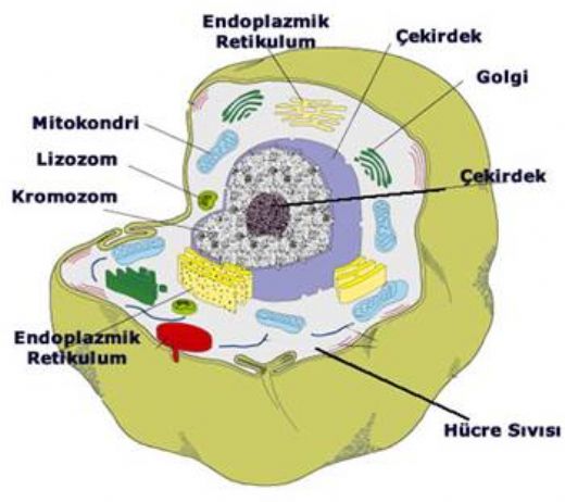 Hücre Çeşitleri Nelerdir?