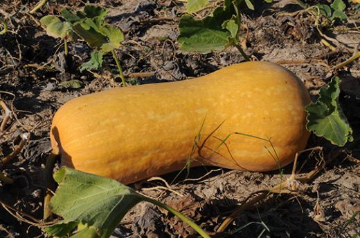 Kabak Çeşitleri Nelerdir?