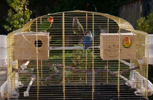 Kafes Çeşitleri Nelerdir?