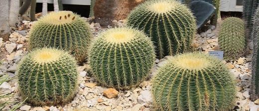 Kaktüs Çeşitleri Nelerdir?