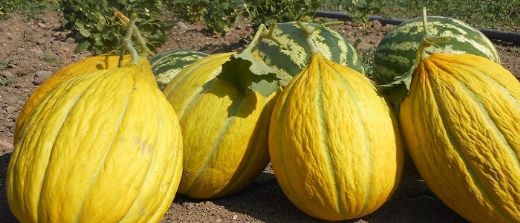 Kavun Çeşitleri Nelerdir?