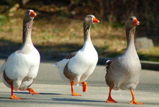 Kaz Çeşitleri Nelerdir?