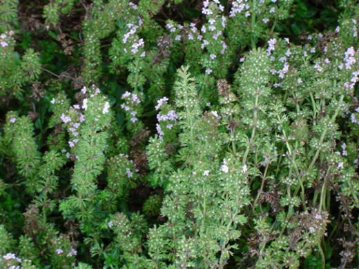Kekik Çeşitleri Nelerdir?