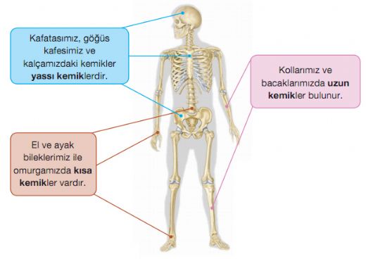 Kemik Çeşitleri Nelerdir?