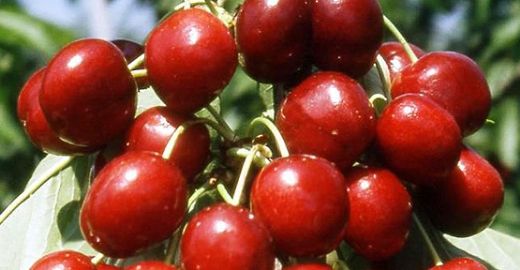 Kiraz Çeşitleri Nelerdir?