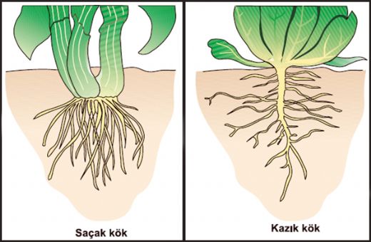 Kök Çeşitleri Nelerdir?