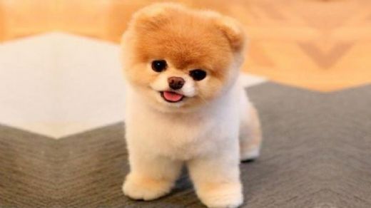 Köpek Çeşitleri Nelerdir?