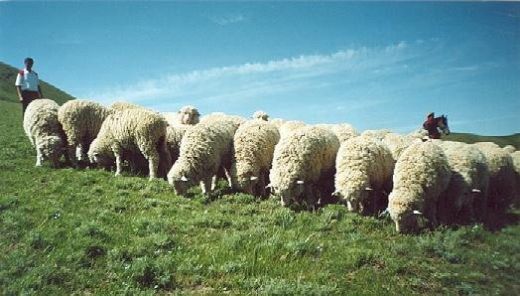 Koyun Çeşitleri Nelerdir?