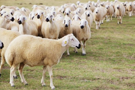 Kurban Çeşitleri Nelerdir?