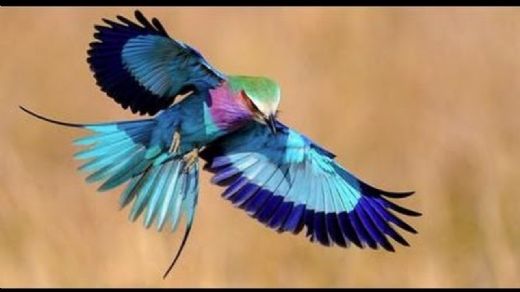 Kuş Çeşitleri Nelerdir?