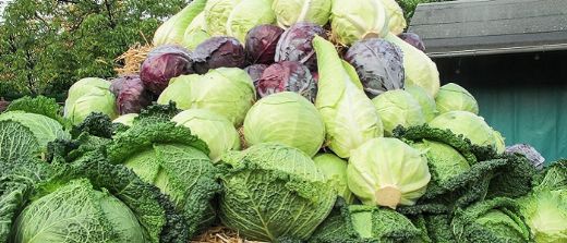 Lahana Çeşitleri Nelerdir?