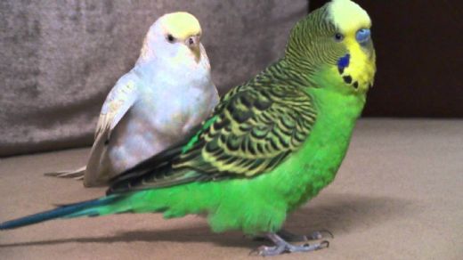 Muhabbet Kuşu Çeşitleri Nelerdir?