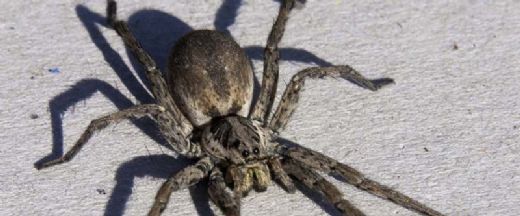 Örümcek Çeşitleri Nelerdir?