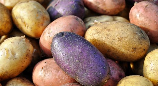 Patates Çeşitleri Nelerdir?