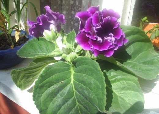 Saksı Çiçek Çeşitleri Nelerdir?