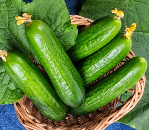 Salatalık Çeşitleri Nelerdir?