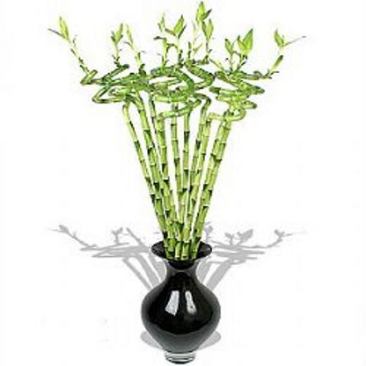 Salon Çiçekleri Çeşitleri Nelerdir?