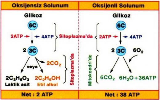 Solunum Çeşitleri Nelerdir?